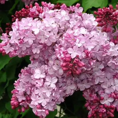 Сирень ЭСТЕР СТЕЙЛИ в Слониме