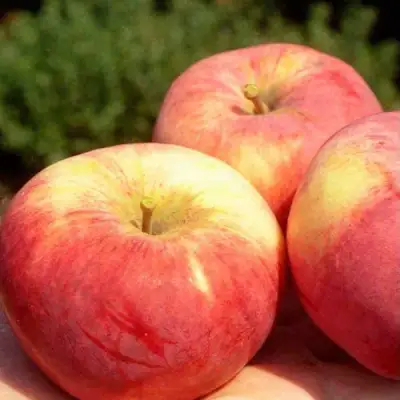 Яблоня ОРЛОВИМ в Слониме