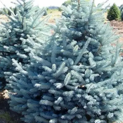 Ель ГЛАУКА колючая в Слониме