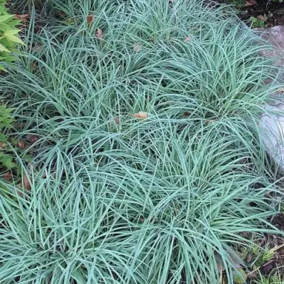 Осока БЛЮ ЗИНГЕР в Слониме