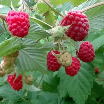 Малина ПРОСТО ПРЕЛЕСТЬ (СТОЛЕШНИК) в Слониме