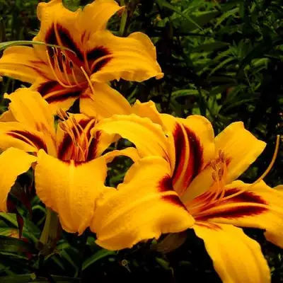 Лилейник БОНАНЗА гибридный в Слониме