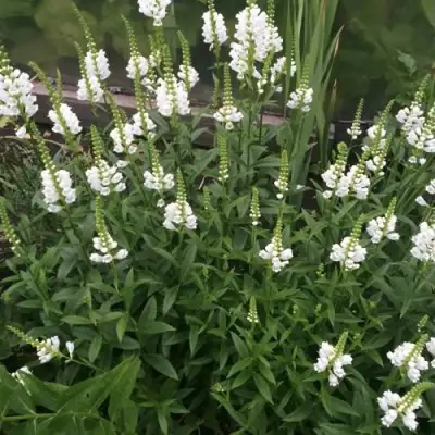 Физостегия АЛЬБА виргинская в Слониме