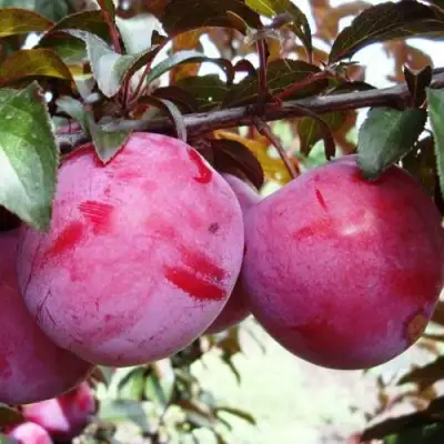 Слива ЛАМА в Слониме