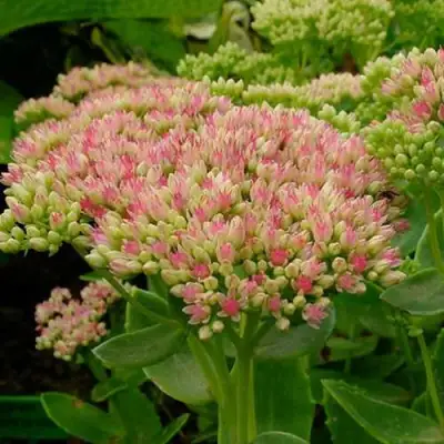 Очиток (седум) БРИЛЛИАНТ в Слониме