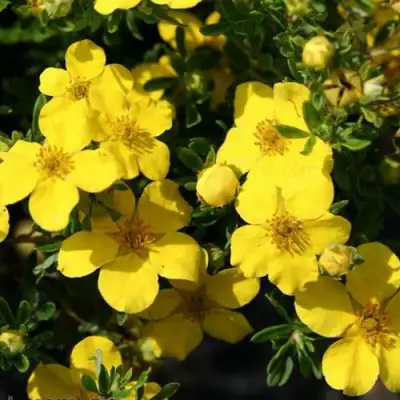 Лапчатка ХАКМАНС ГИГАНТ кустарниковая в Слониме