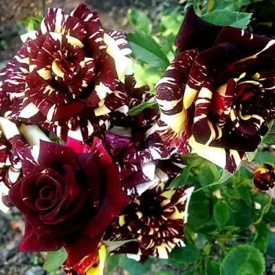 Роза ФОКУС ПОКУС флорибунда в Слониме