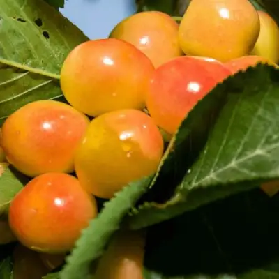 Дюк (черевишня) БЕЛОЧКА в Слониме