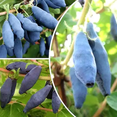 Комплект СЛАДКИЕ ХИТЫ в Слониме