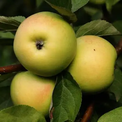 Яблоня ДАНИЛА в Слониме