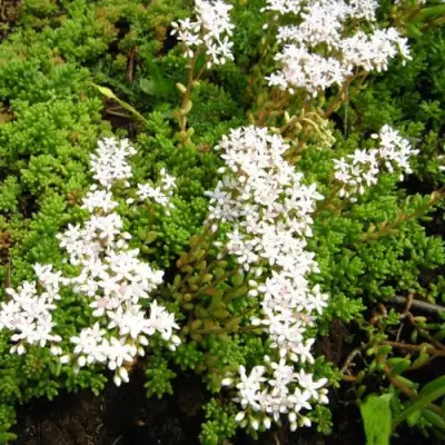 Очиток (седум) ХЛОРОТИКУМ белый в Слониме