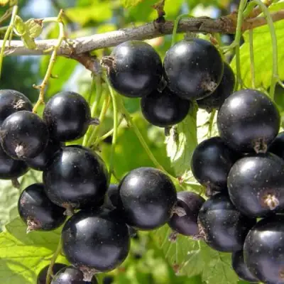 Смородина чёрная НЕСТЕР КОЗИН в Слониме