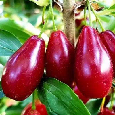 Кизил ВЛАДИМИРСКИЙ в Слониме