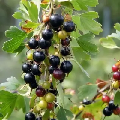 Смородина золотистая ПЛОТНОМЯСАЯ в Слониме