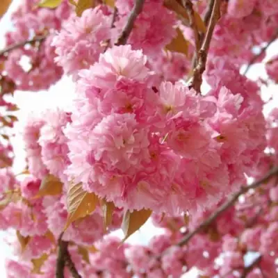 САКУРА  в Слониме