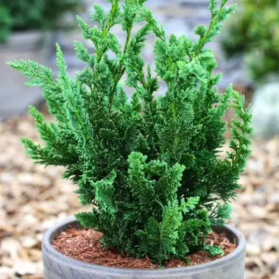 Кипарисовик ВИСЕЛЛИ лавсона в Слониме