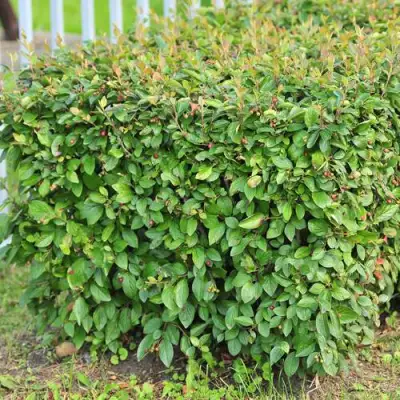 Кизильник блестящий в Слониме