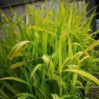 Фалярис АРКТИК САН тростниковый в Слониме