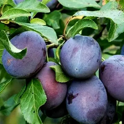 Слива ВЕНГЕРКА БЕЛОРУССКАЯ в Слониме