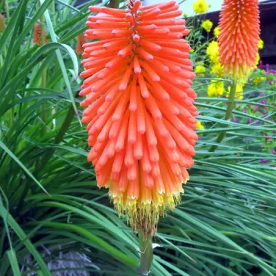 Книфофия БЕНГАЛ ФАЕР гибридная в Слониме