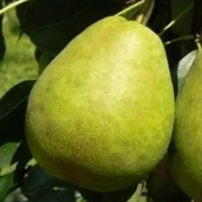 Груша ЛАГОДНАЯ в Слониме