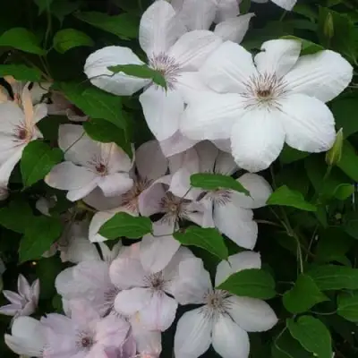 Клематис ИОАНН ПАВЕЛ 2 в Слониме