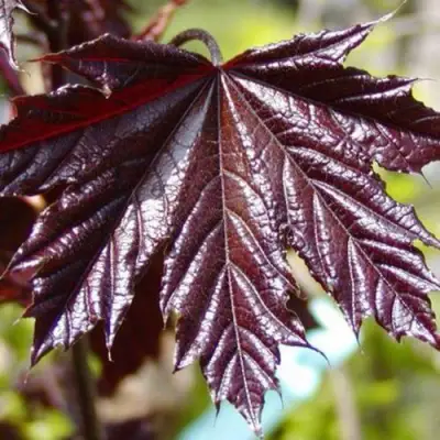 Клен КРИМСОН КИНГ остролистный в Слониме