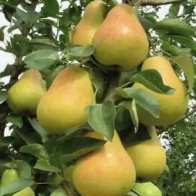 Груша ЛЮБИМИЦА ЯКОВЛЕВА в Слониме