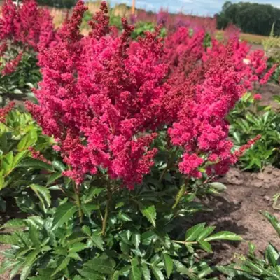 Астильба ЛАКИ ДЕЙ Арендса в Слониме