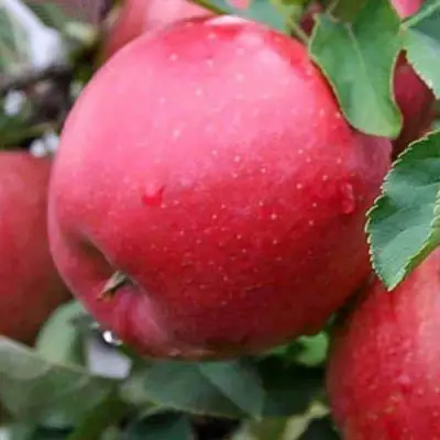 Яблоня ЧЕМПИОН в Слониме