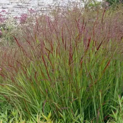 Просо ШЕНАНДО прутьевидное в Слониме