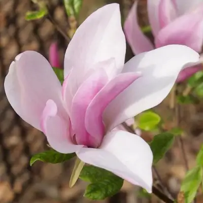 Магнолия БЕТТИ в Слониме
