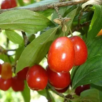 Кизил КОРАЛЛОВЫЙ МАРКА в Слониме