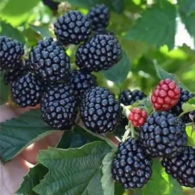 Ежевика ПОЛАР бесшипная  в Слониме