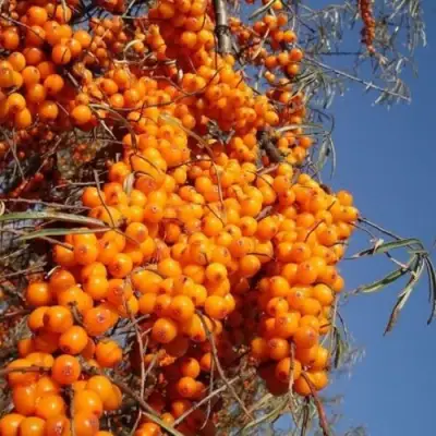 Облепиха СУДАРУШКА в Слониме