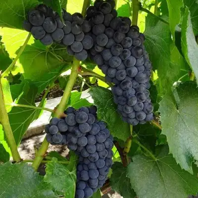 Виноград ВЭЛИАНТ в Слониме