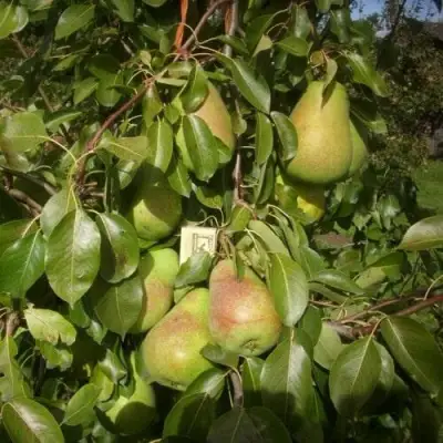 Груша БЕРЕ ЛЮКА в Слониме