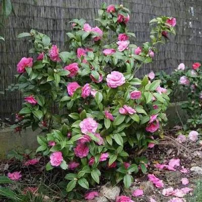 Камелия ДЕББИ в Слониме