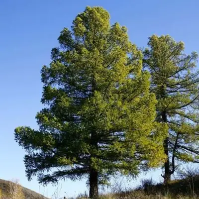 Лиственница сибирская в Слониме