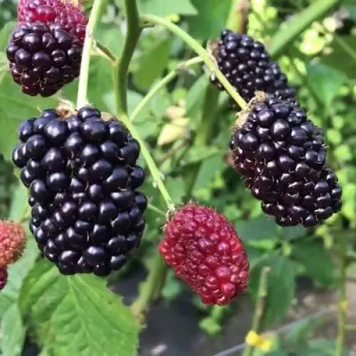 Ежевика ПРАЙМ АРК ФРИДОМ ремонтантная  в Слониме