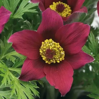 Прострел ПИНВИЛ РЕД ШЕЙДЕС в Слониме