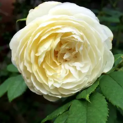 Роза КЛЭР ОСТИН английская в Слониме