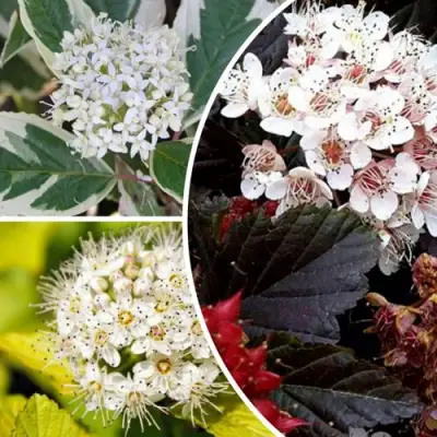 Комплект ЯРКАЯ ВСПЫШКА в Слониме