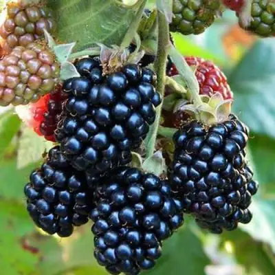 Ежевика ДЖАМБО бесшипная  в Слониме