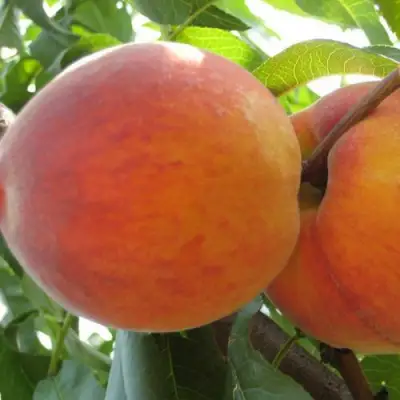 Персик СОЧНЫЙ в Слониме