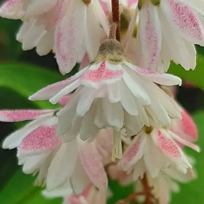 Дейция РОЗЕА ПЛЕНА в Слониме