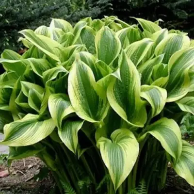 Хоста АУРЕОМАРГИНАТА в Слониме