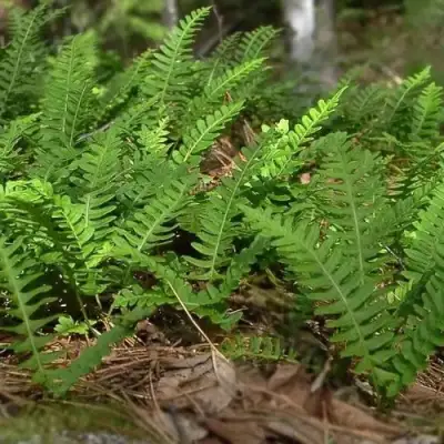 Многоножка обыкновенная в Слониме