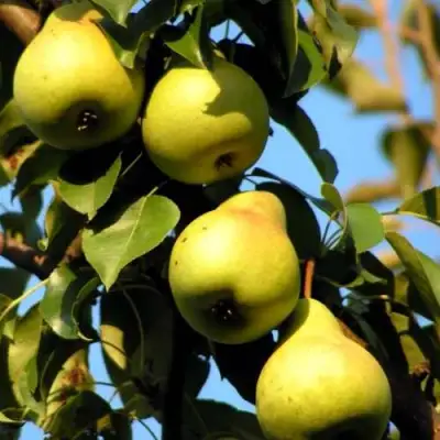Груша НЕЖНОСТЬ колонновидная	 в Слониме