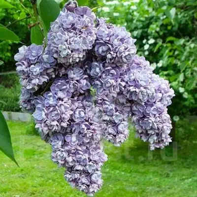 Сирень АМИ ШОТТ в Слониме